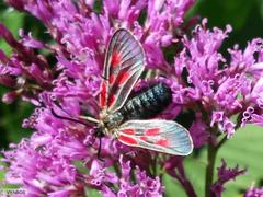 Zygaena exulans