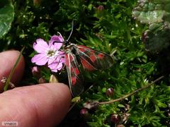 Zygaena exulans