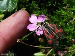 Zygaena exulans