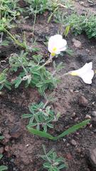 Oxalis adspersa