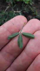 Oxalis adspersa
