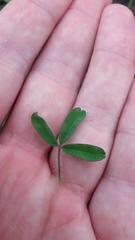 Oxalis adspersa