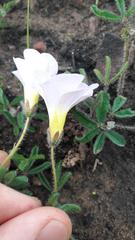 Oxalis adspersa
