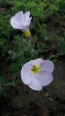 Oxalis adspersa