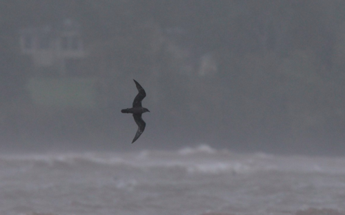 iNaturalist image