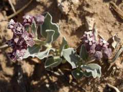 Asclepias ruthiae