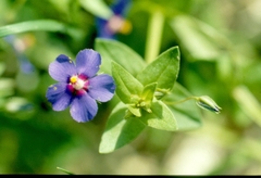 Anagallis