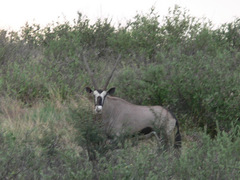 Oryx gazella