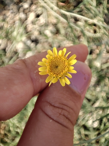 rumanovec farbiarsky (Cota tinctoria)