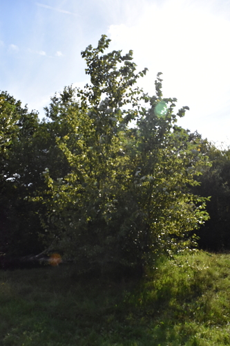 Populus × hastata, photograph 2
