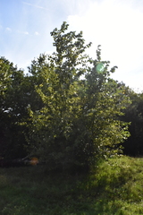 Populus × hastata, photograph (c) jamie-aa, some rights reserved (CC BY)