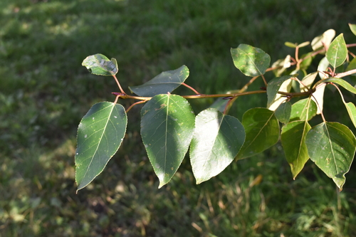 Populus × hastata, photograph 3