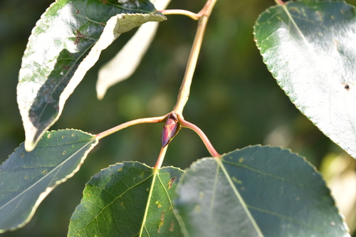 Populus × hastata, photograph 4