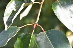 Populus × hastata, photograph (c) jamie-aa, some rights reserved (CC BY)