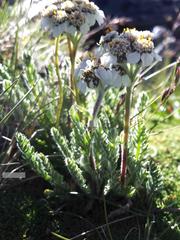 Achillea nana