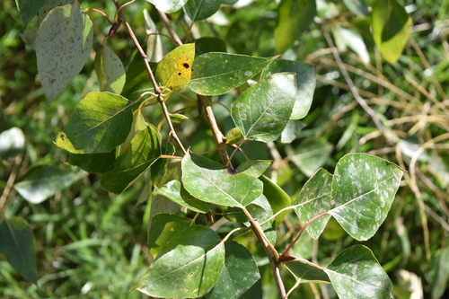 Populus × hastata, photograph 1