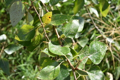 Populus × hastata, photograph (c) jamie-aa, some rights reserved (CC BY)