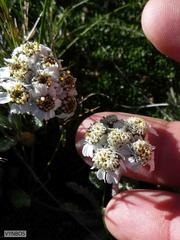 Achillea nana