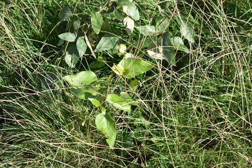 Populus hastata