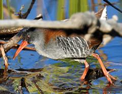 Rallus caerulescens