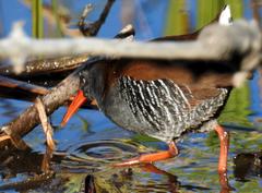 Rallus caerulescens