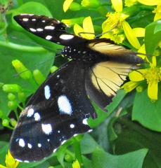 Hypolimnas anthedon wahlbergi