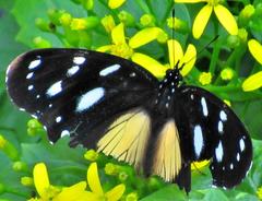 Hypolimnas anthedon wahlbergi