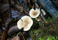 Lactarius griseus
