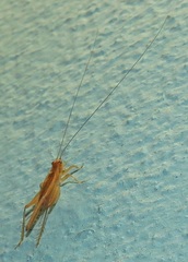 Trigonidiinae