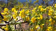 Diphysa carthagenensis