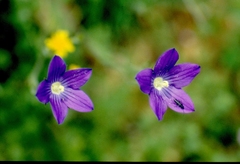 Campanula ramosissima