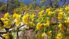 Diphysa carthagenensis