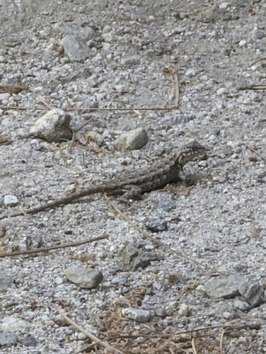iNaturalist observation photo of Southern Sagebrush Lizard