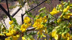 Diphysa carthagenensis