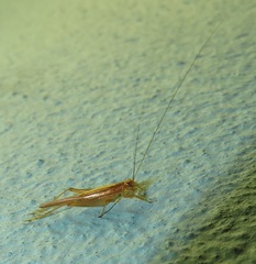 Trigonidiinae