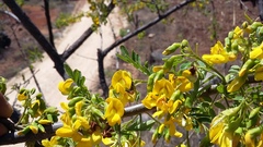 Diphysa carthagenensis