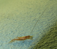 Trigonidiinae