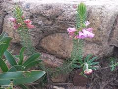 Erica abietina constantiana