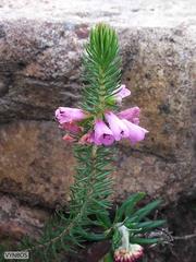 Erica abietina constantiana