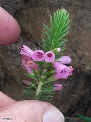 Erica abietina constantiana