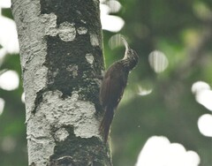 Xiphorhynchus flavigaster image