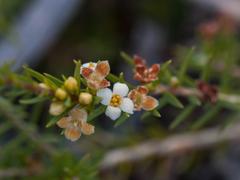 Lachnaea filicaulis