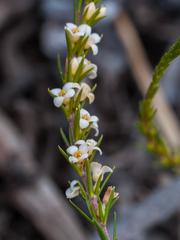 Lachnaea filicaulis