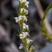 Lachnaea filicaulis - Photo (c) magriet b, algunos derechos reservados (CC BY-SA), subido por magriet b