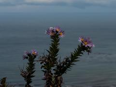 Senecio speciosissimus
