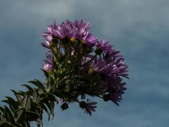 Senecio speciosissimus