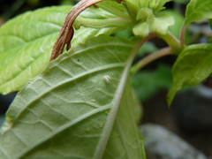 Bemisia argentifolii