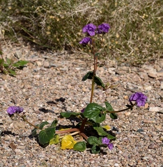 Phacelia calthifolia