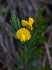 Liparia angustifolia
