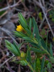 Liparia angustifolia